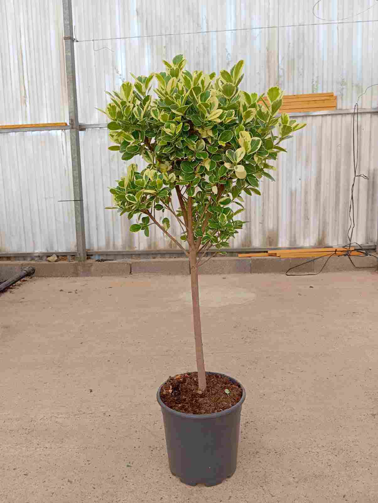 FICUS GIULIA C 22 TRONCO RECTO 1 M