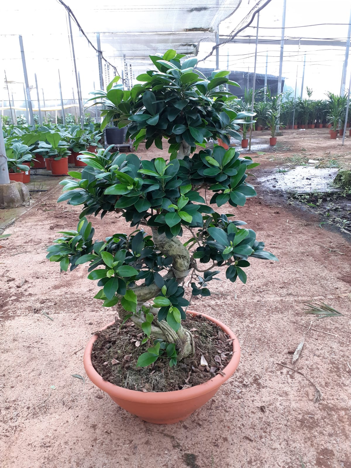 F MICROCARPA GINSENG ESPIRAL BOL ROMA C 35 80 CM
