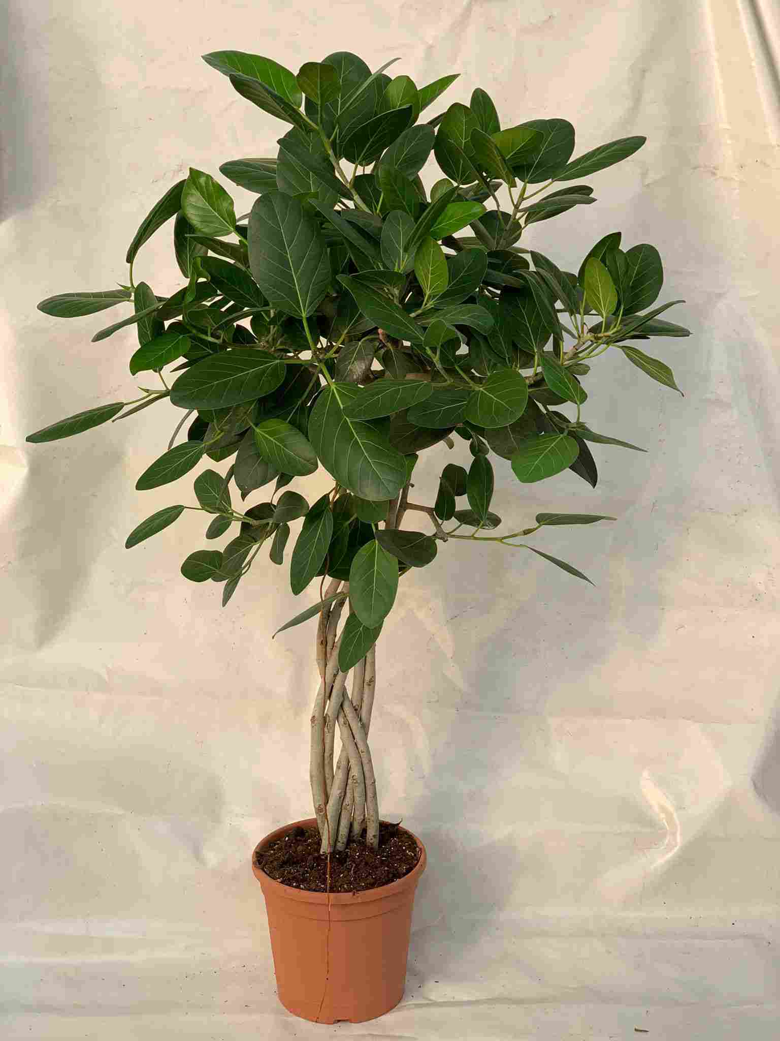 FICUS AUDREY TRENZA PLANA C30 1.50m