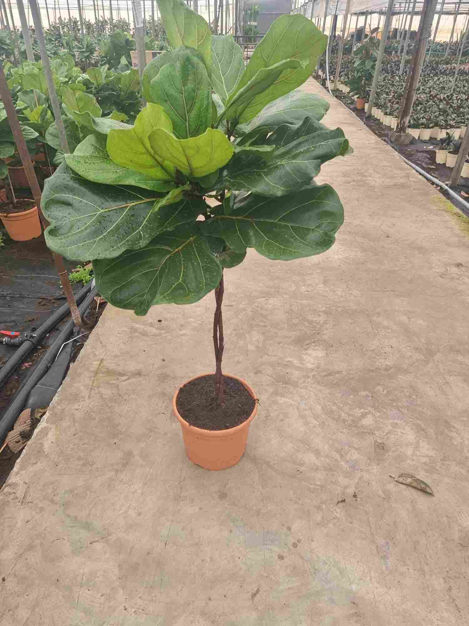 FICUS LYRATA C 30 3 PLANTAS 1.50 M