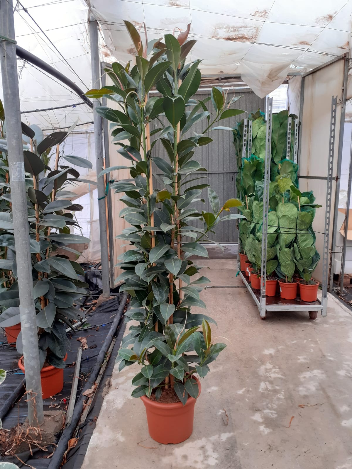 FICUS MELANI C 35 1.80 M 3 PLANTAS