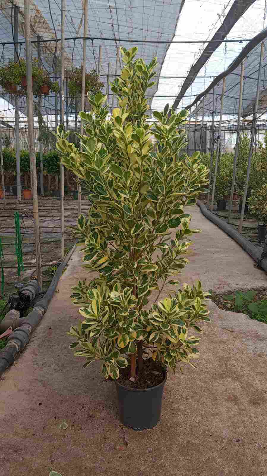 FICUS GIULIA C 20 1.20 M