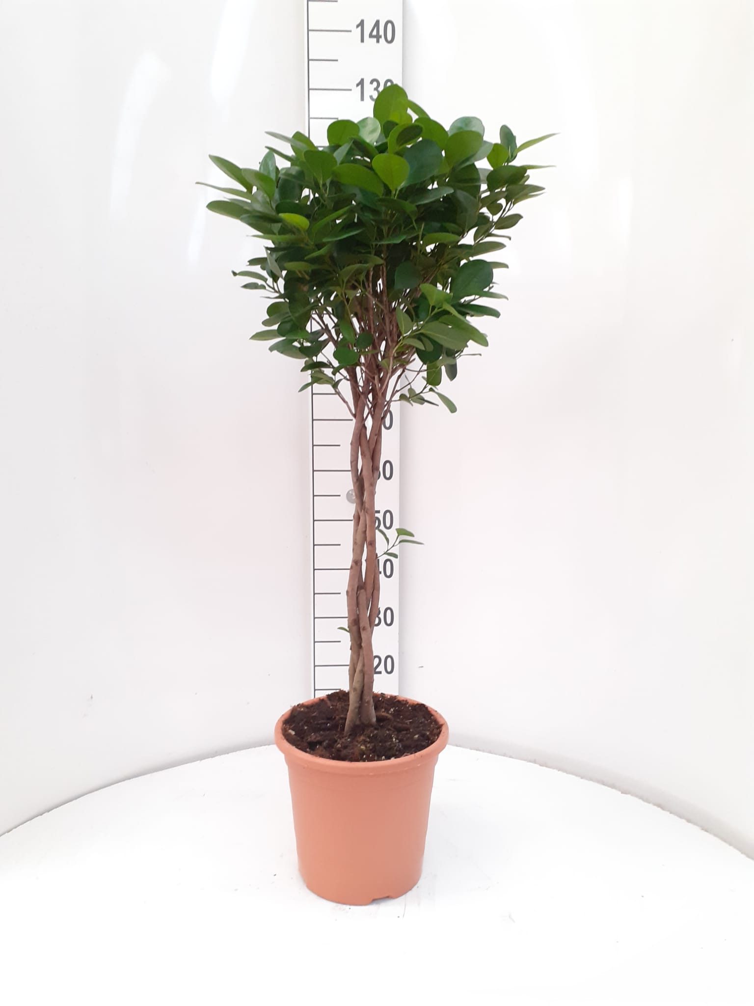 FICUS MOCLAMEN TRENZADO C 25 1.10 M