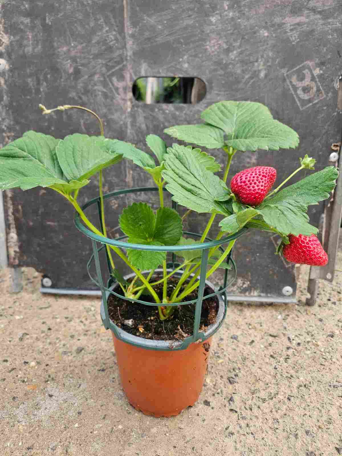 FRESAS C 14 SOPAFIX