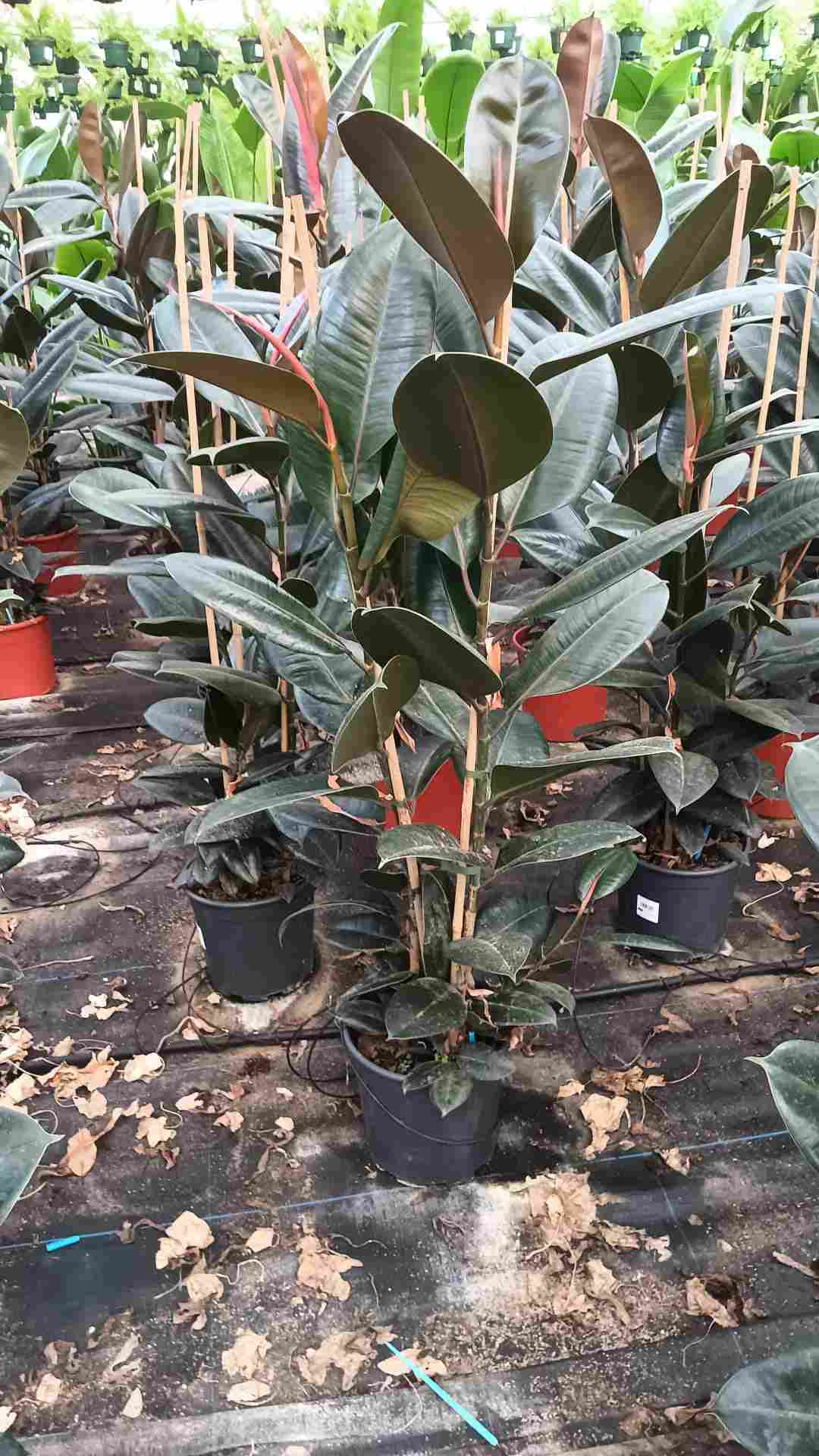 FICUS ROB ADBIJAN C 22 1.20 M 2 CAÑAS