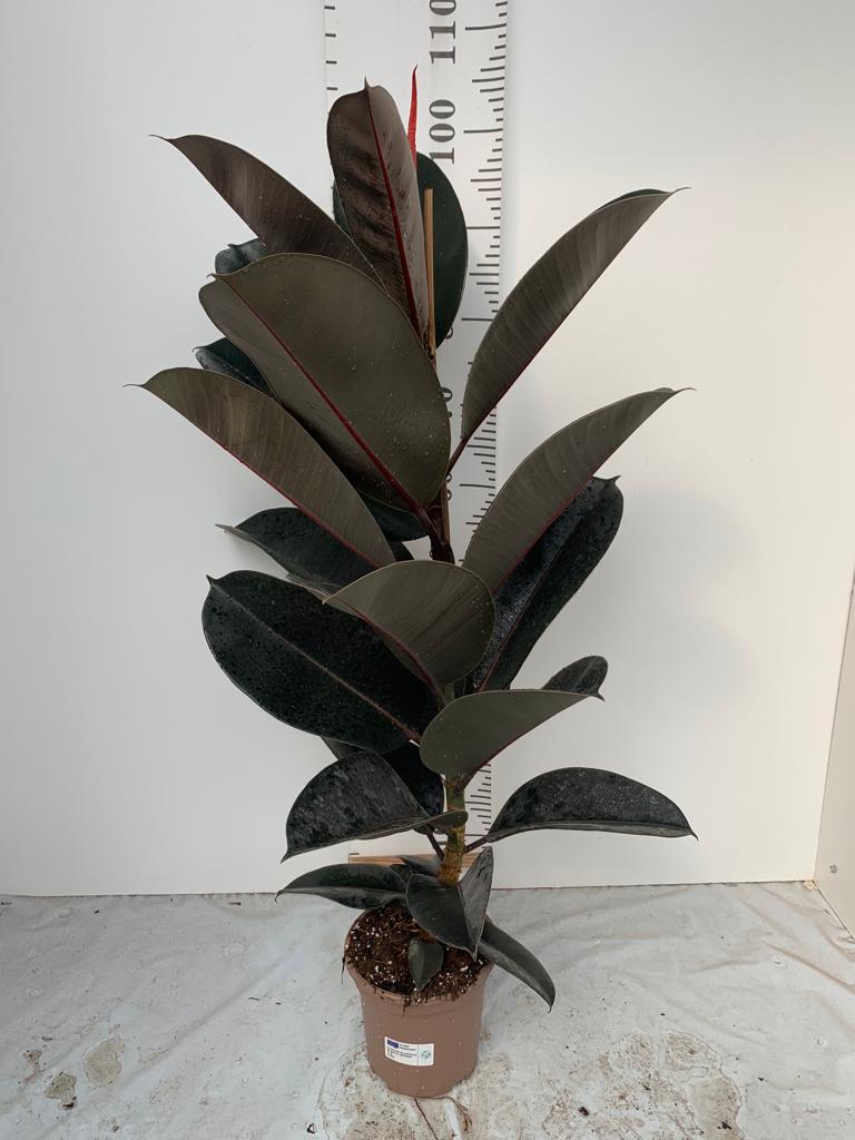 FICUS ROBUSTA C 17 0.75 M 1 CAÑA