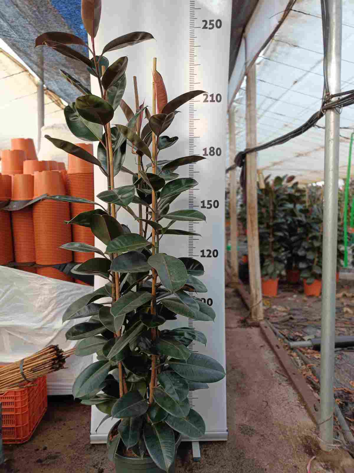 FICUS ROB ADBIJAN C 40 2.10 M