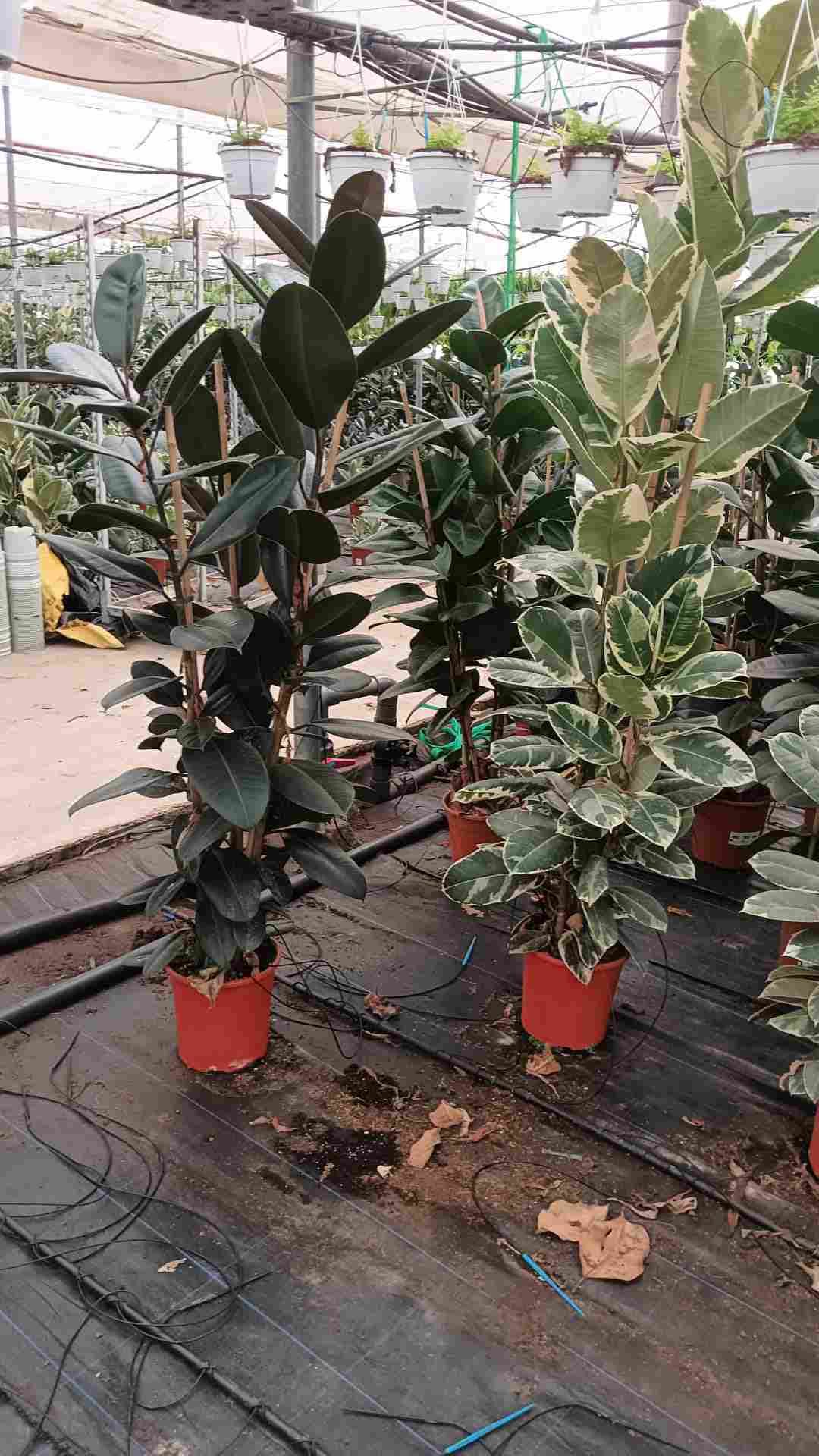 FICUS MIX C 25 3 CAÑAS 1.80 M A1