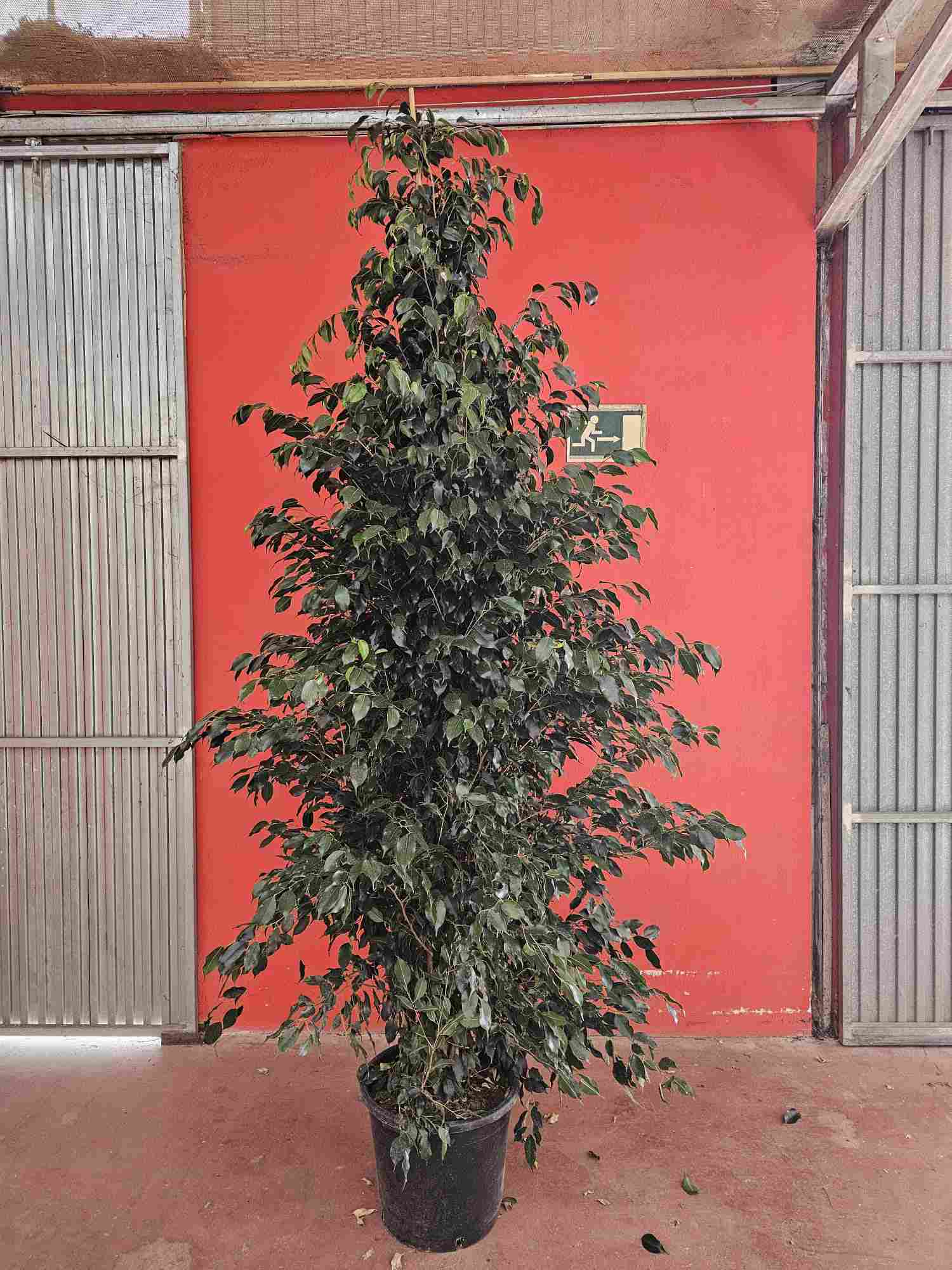 FICUS DANIELLE C 45 2.40 M