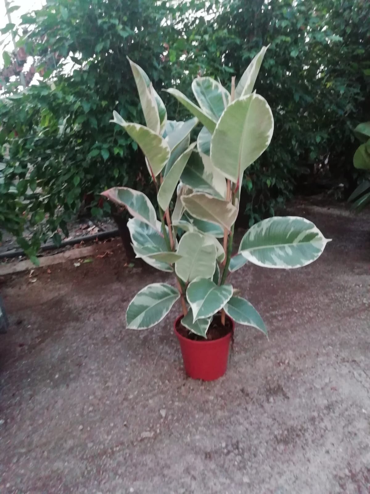 FICUS TINEKE C 20 0.90 M 2 CAÑAS