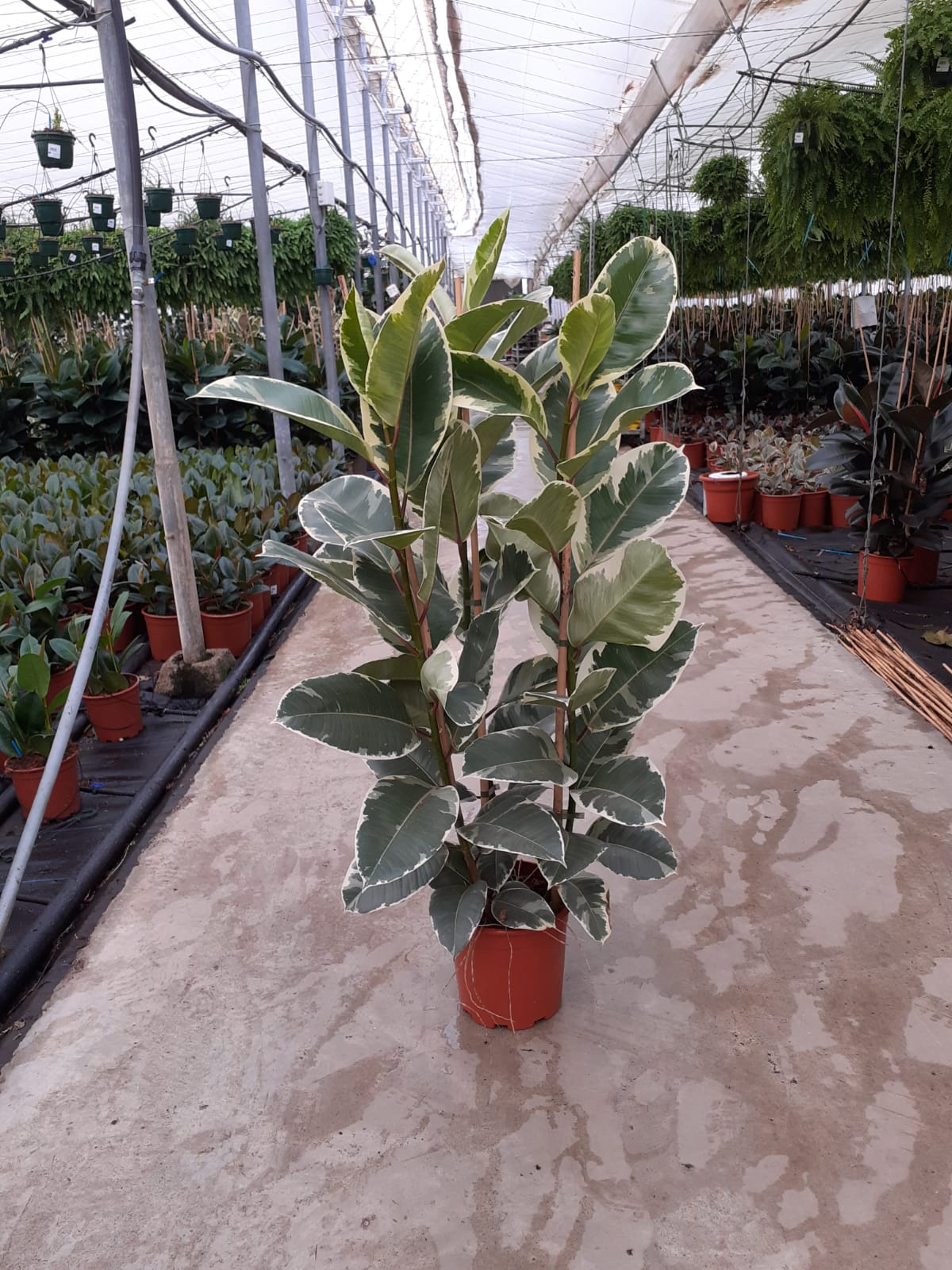 FICUS TINEKE C 22 1.20 M 3 CAÑAS