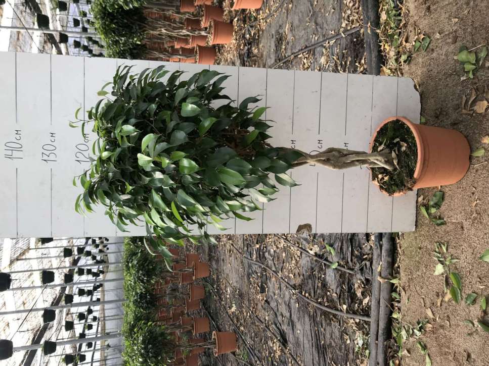 FICUS BENJAMINA TRENZADO C 25 1.10 M