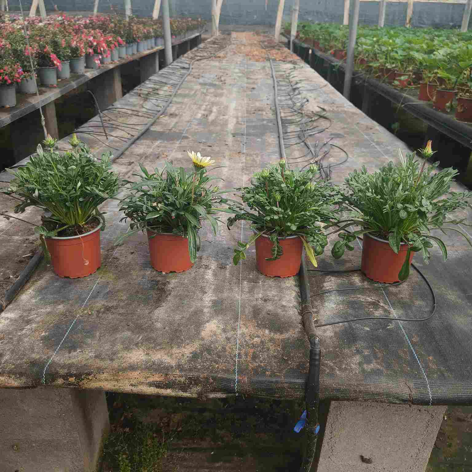 GAZANIAS C 13 MIX