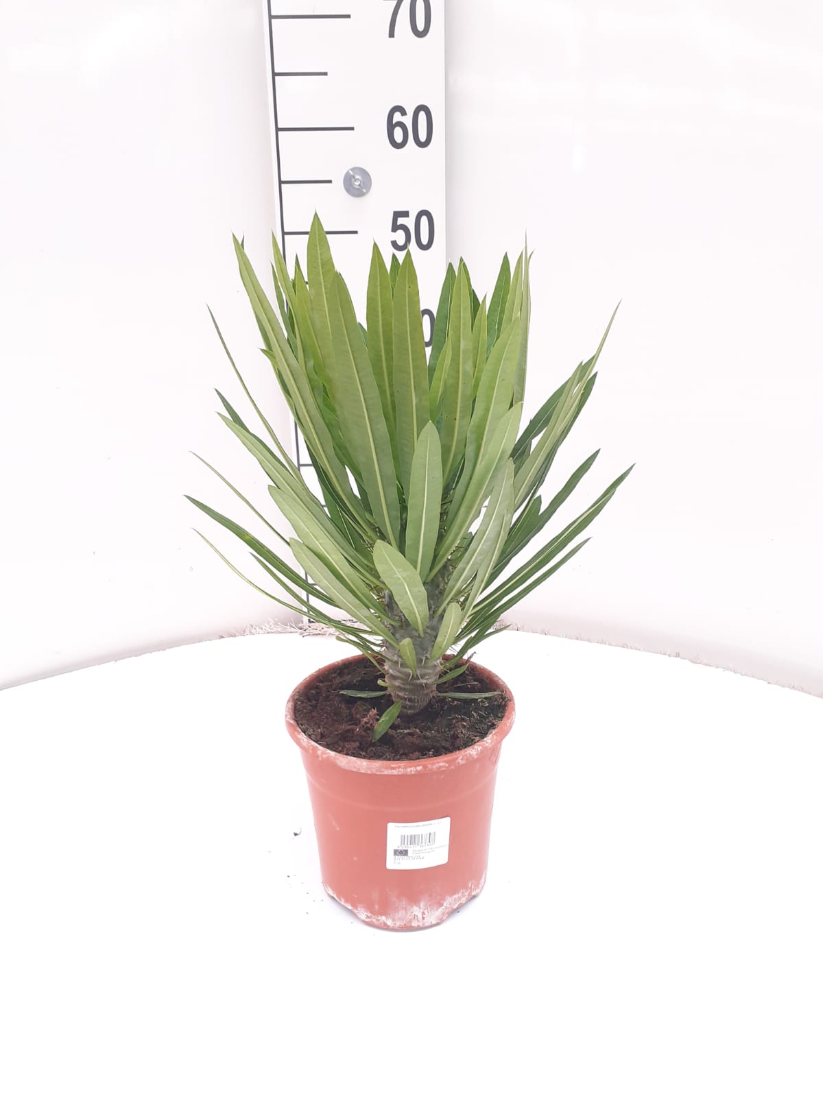 PACHYPODIUM LAMEREI C 17