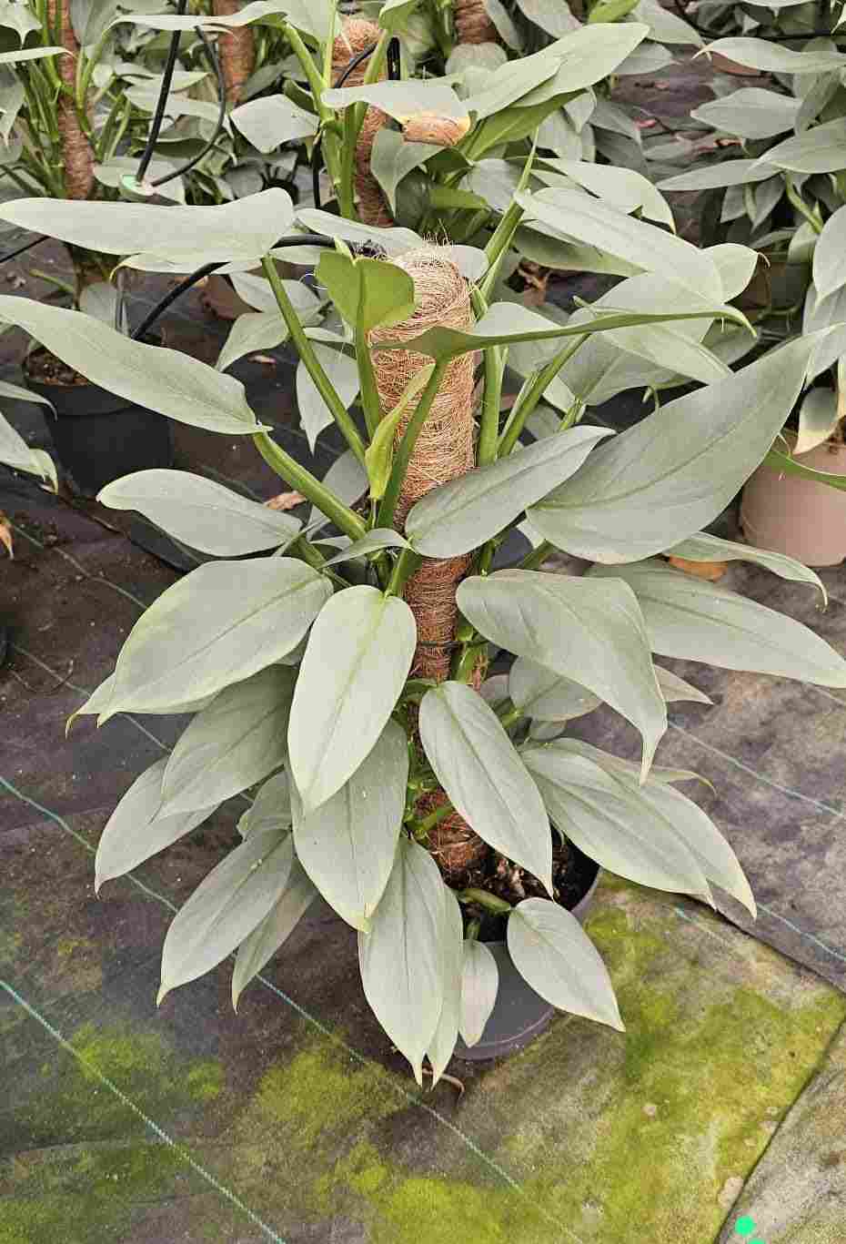 PHILODENDRON SILVER GREY C 20 TUTOR 60 CM