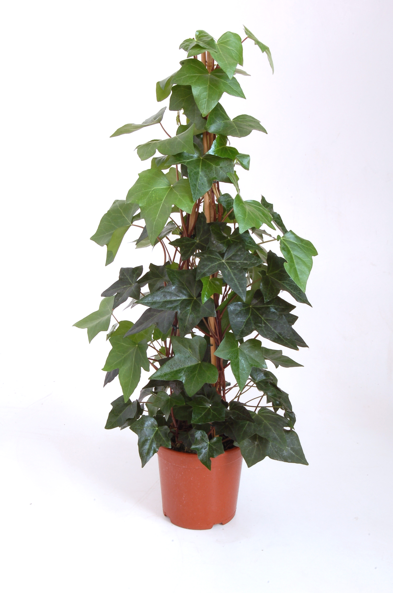 HEDERA C 20 PIRAMIDE GANCHO