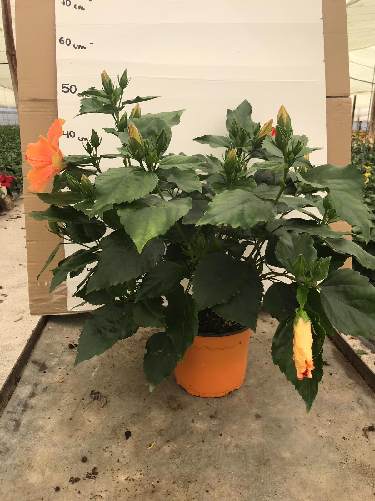 HIBISCUS C 17 ARBUSTIVO TST