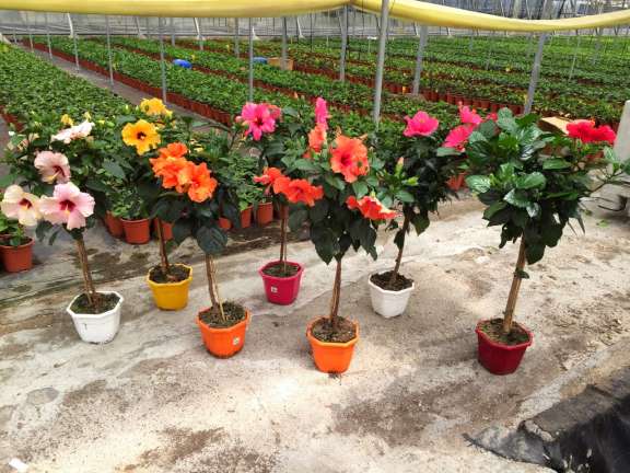 HIBISCUS COLECCIÓN C 21 COPA
