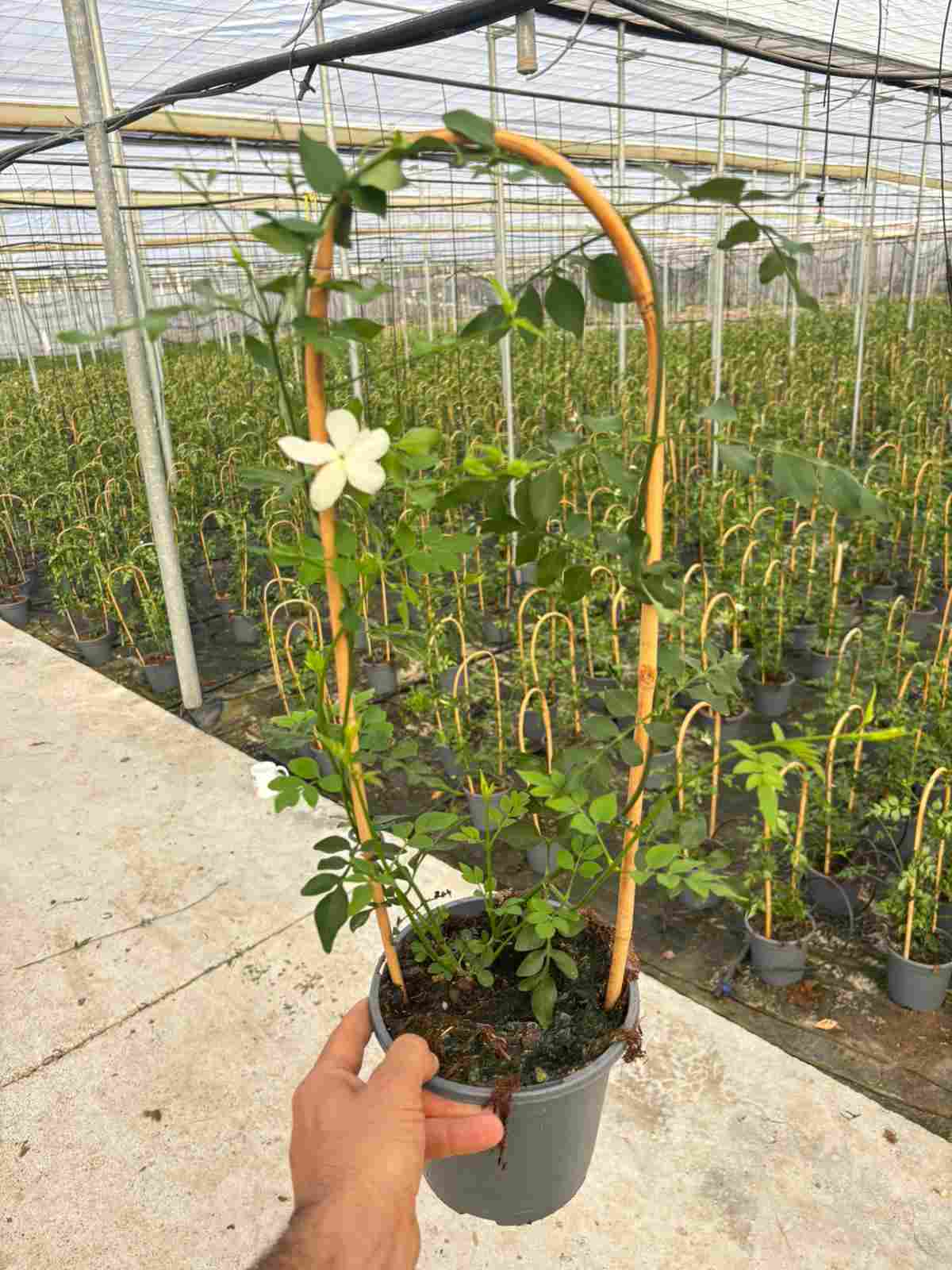 JASMIN OFFICINALE C 17 ARCO 60 CM