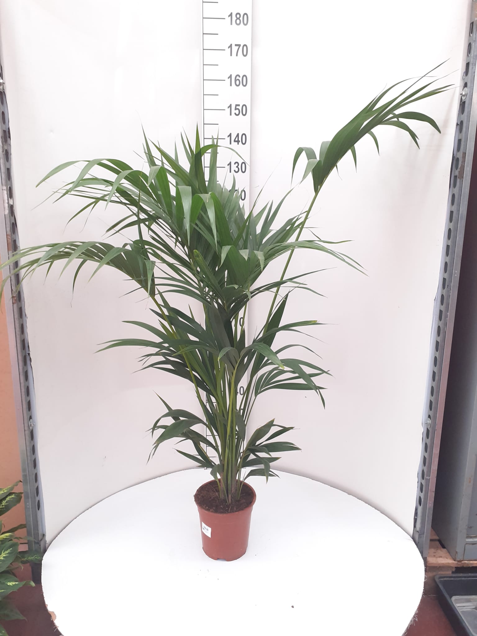 KENTIA C 21 (FOSTERIANA) 5 PLANTAS 1.30M-1.40M "C"