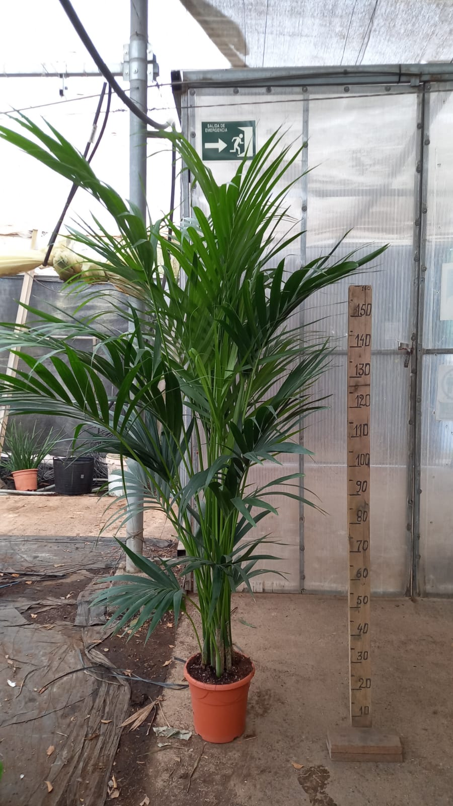 KENTIA C 24 1.90 M ART PALM