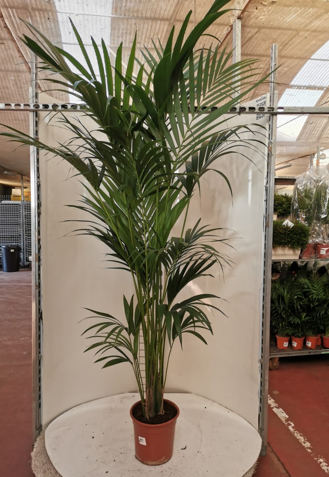 KENTIA C 32 10 PLANTAS 2.20 M "C"