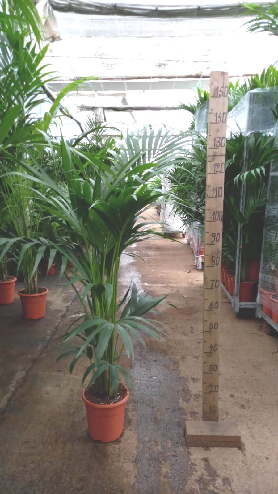 KENTIA C 21 1.50-1.60 M ART PALM