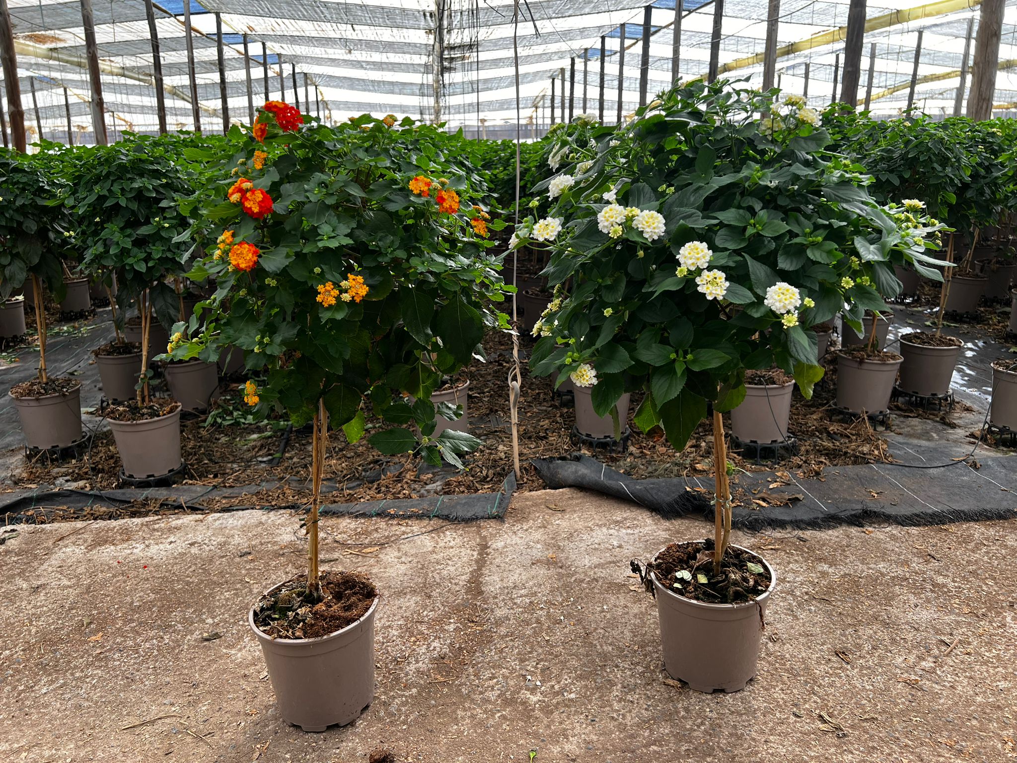 LANTANA COPA C 20