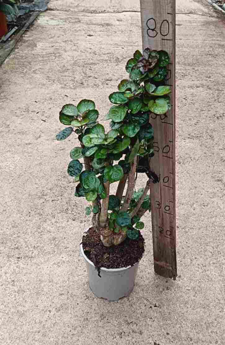 ARALIA POLISCIA FABIAN C 20 45 CM
