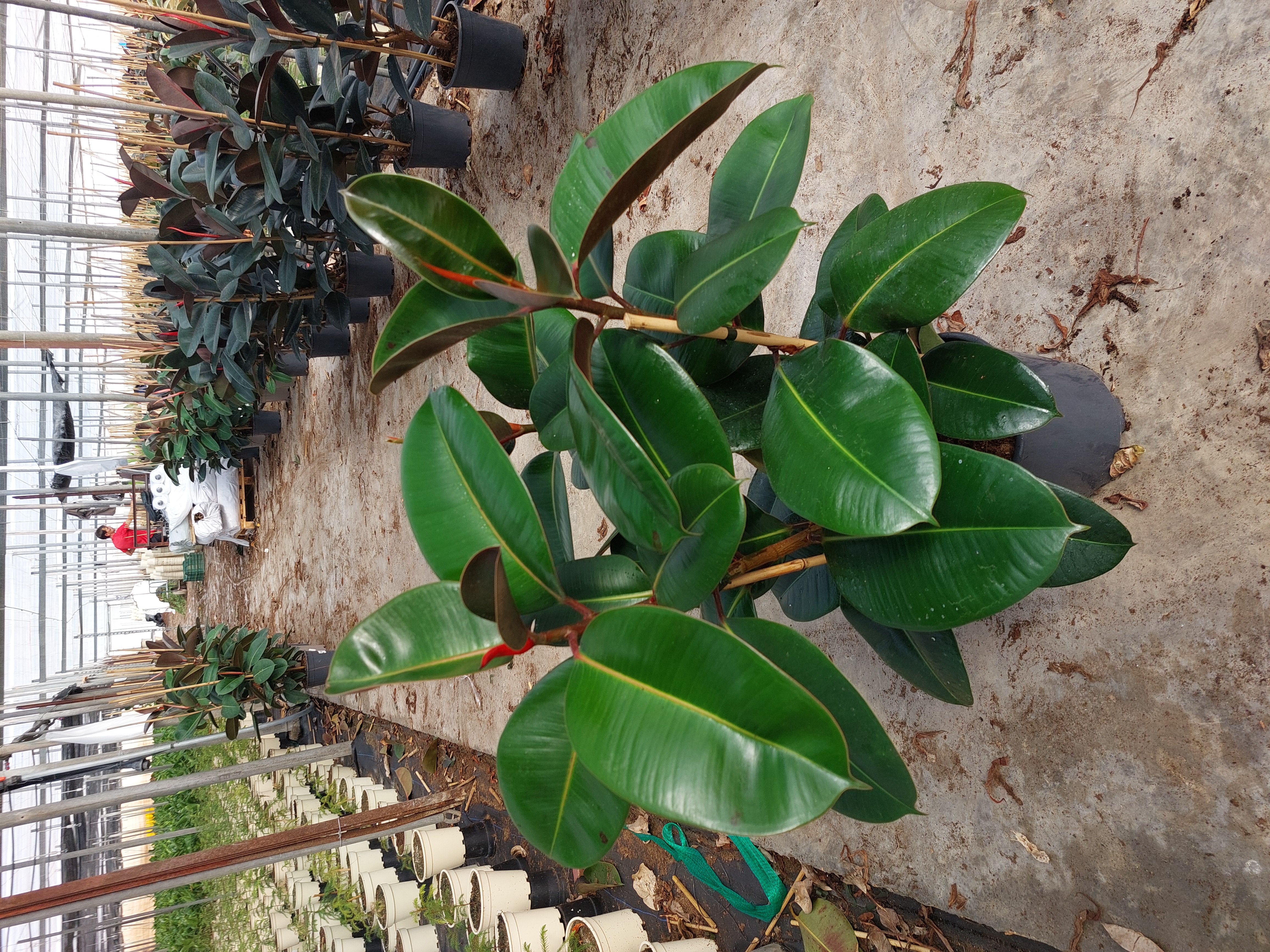 FICUS ROBUSTA C 22 1.20 M 3 CAÑAS A1