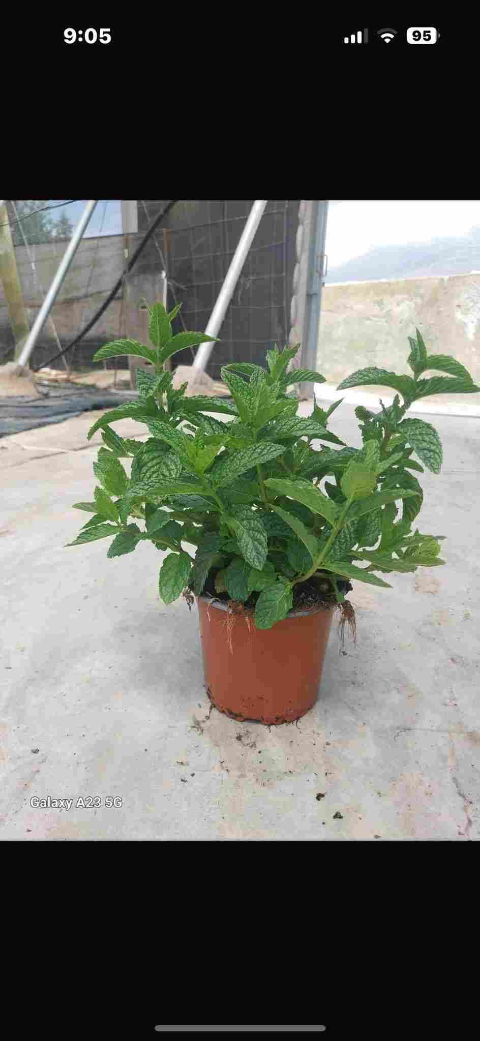 MENTA C 13
