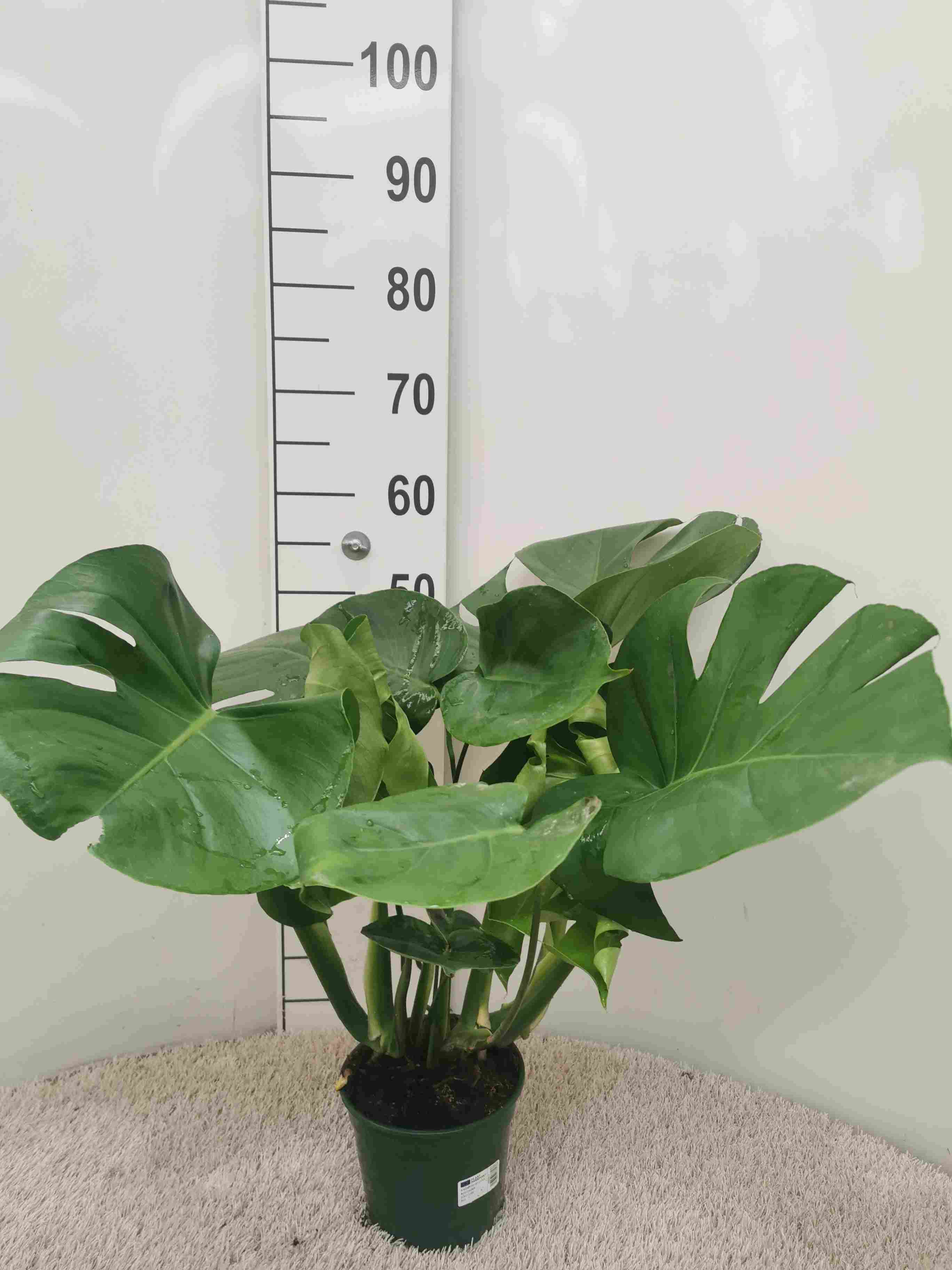 MONSTERA C 14