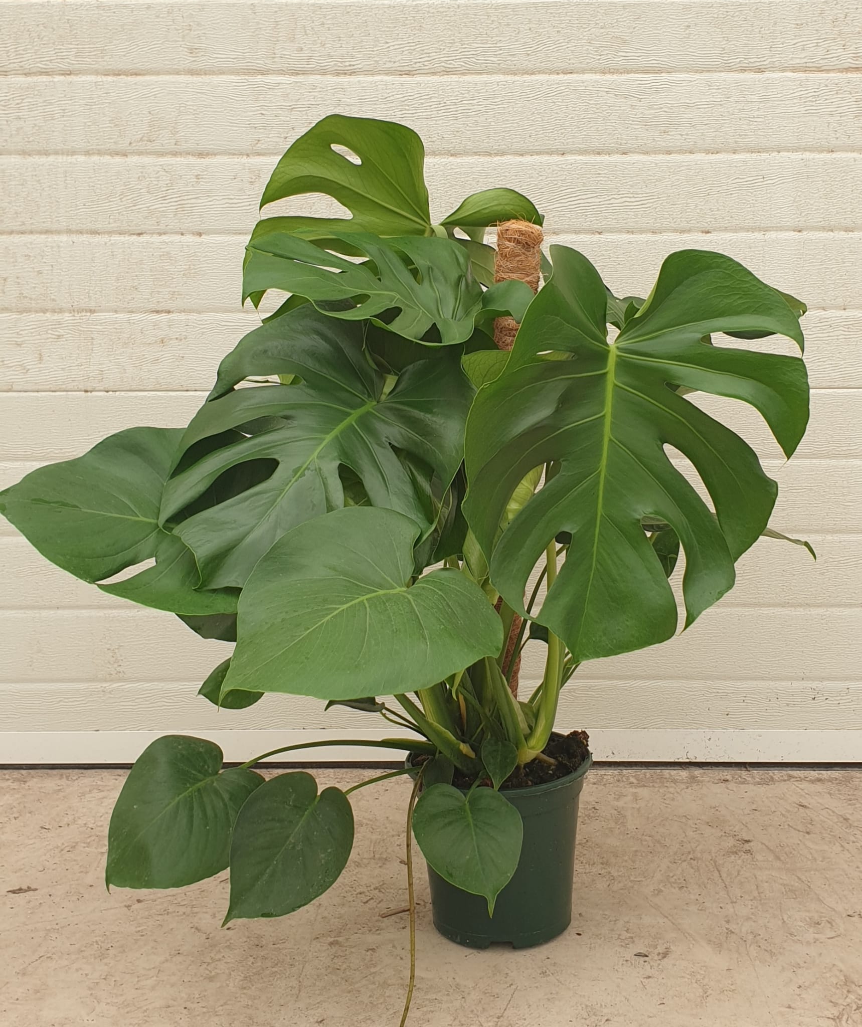 MONSTERA TUTOR C 20 80 CM