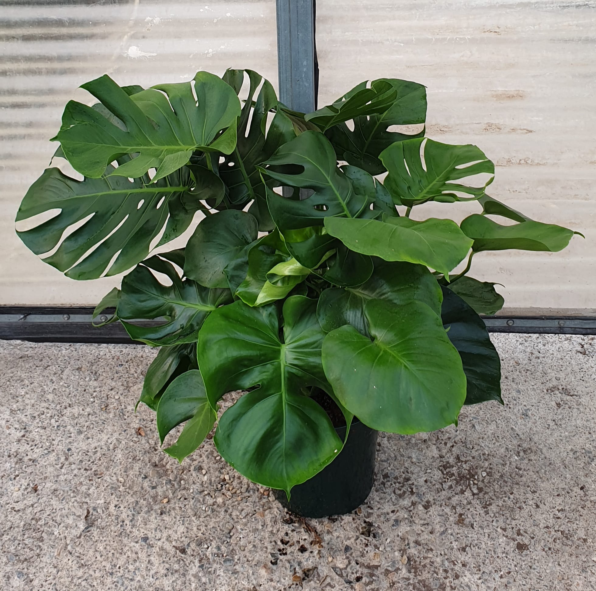 MONSTERA C 25 ARBUSTIVA