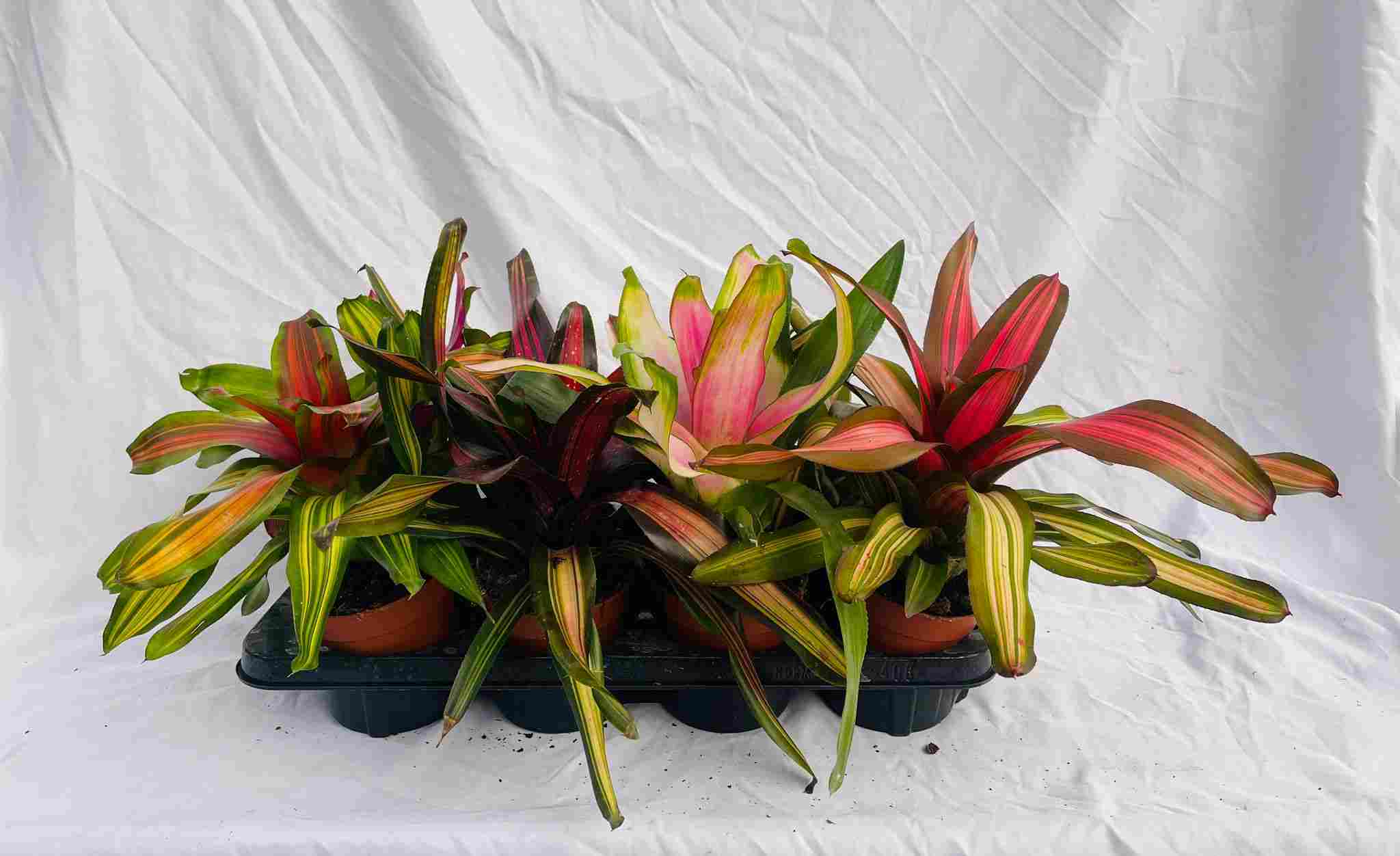 NEOREGELIA MIX C 12