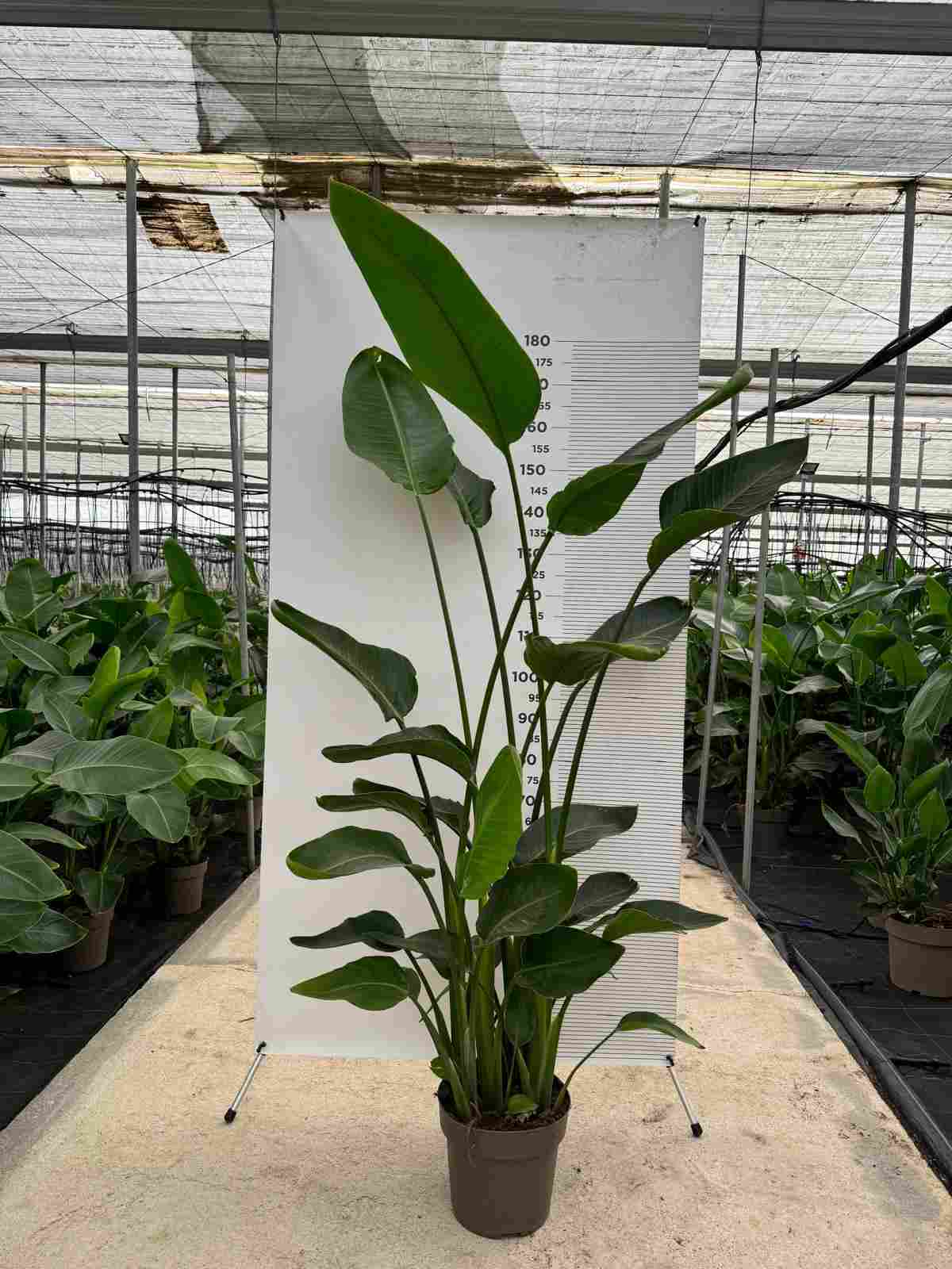 STRELITZIA AUGUSTA C 27 4 PLANTAS