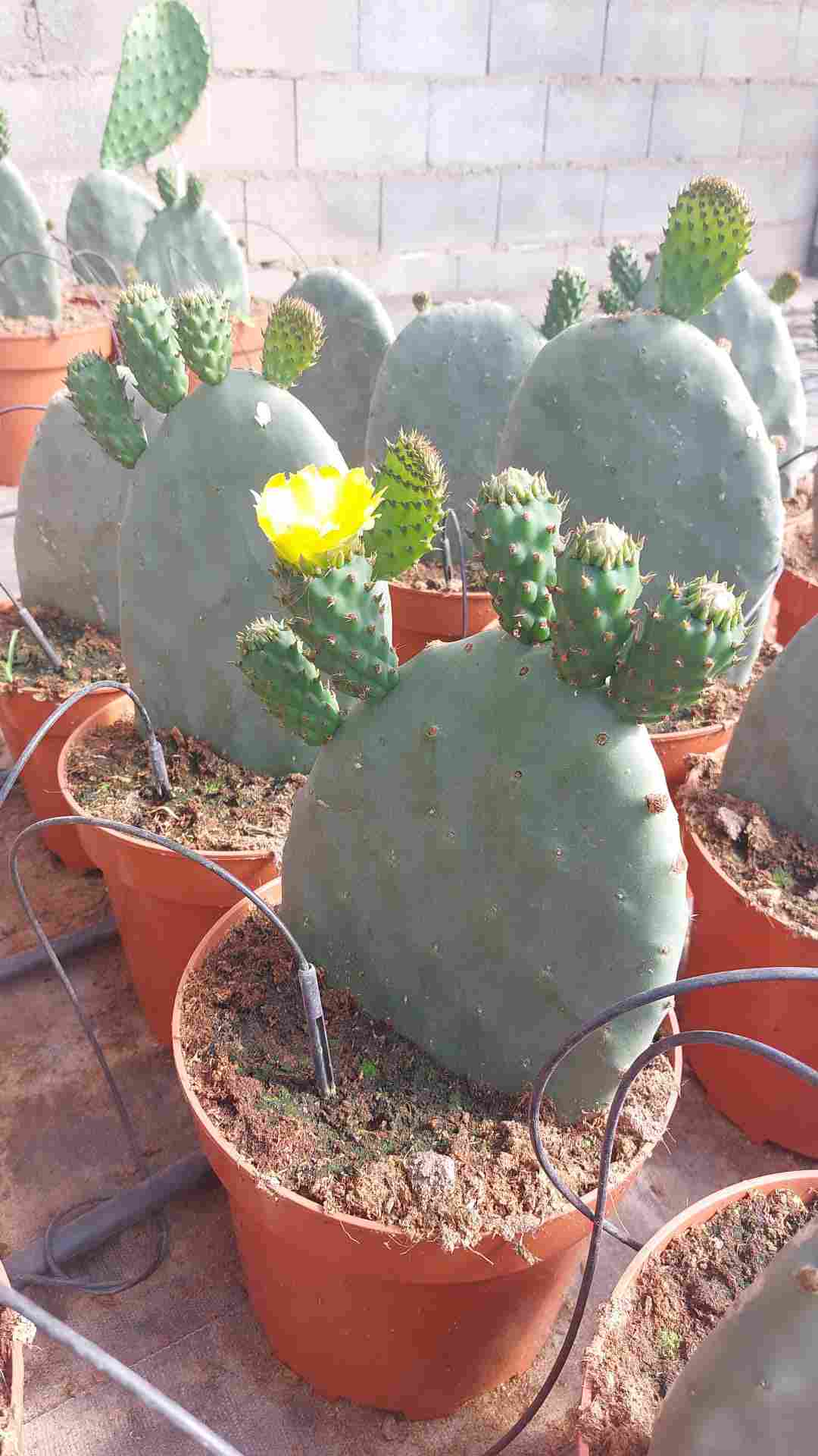 OPUNTIA C 22