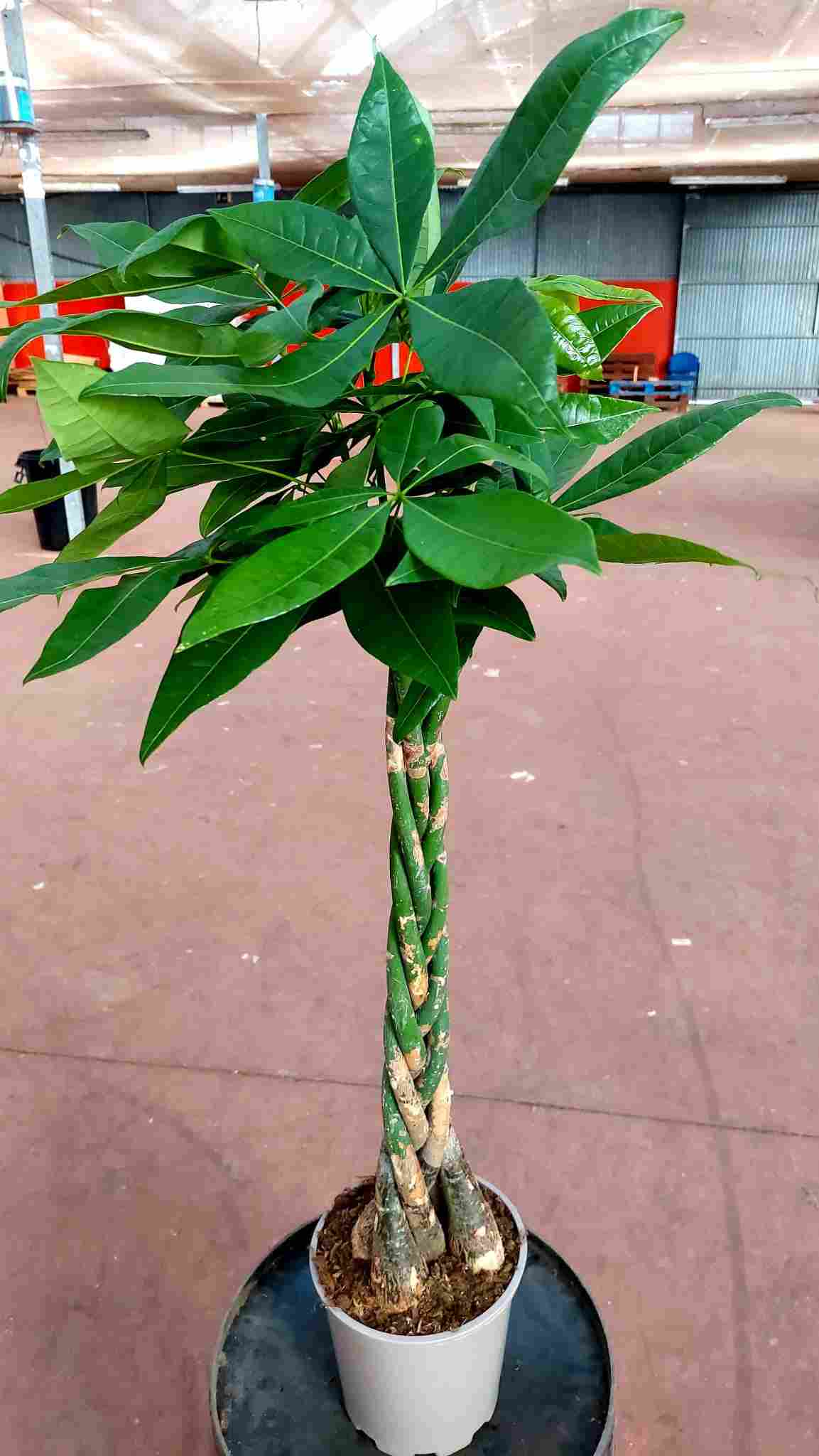 PACHIRA C 20 1.20 M (85)