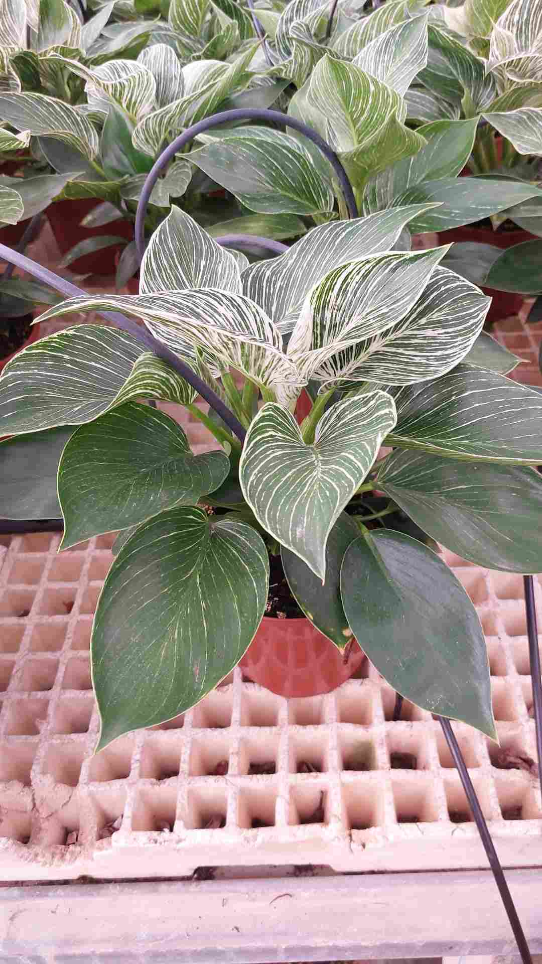 PHILODENDRON BIRKIN C 15