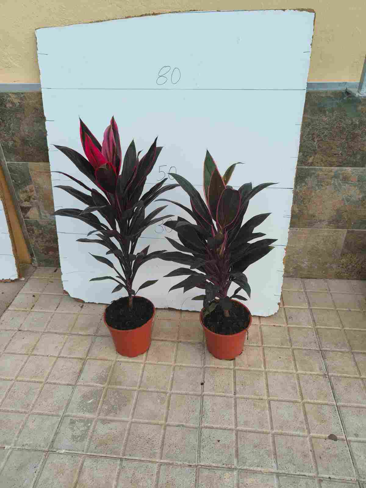 CORDYLINE FRUTICOSA C 17 MIX