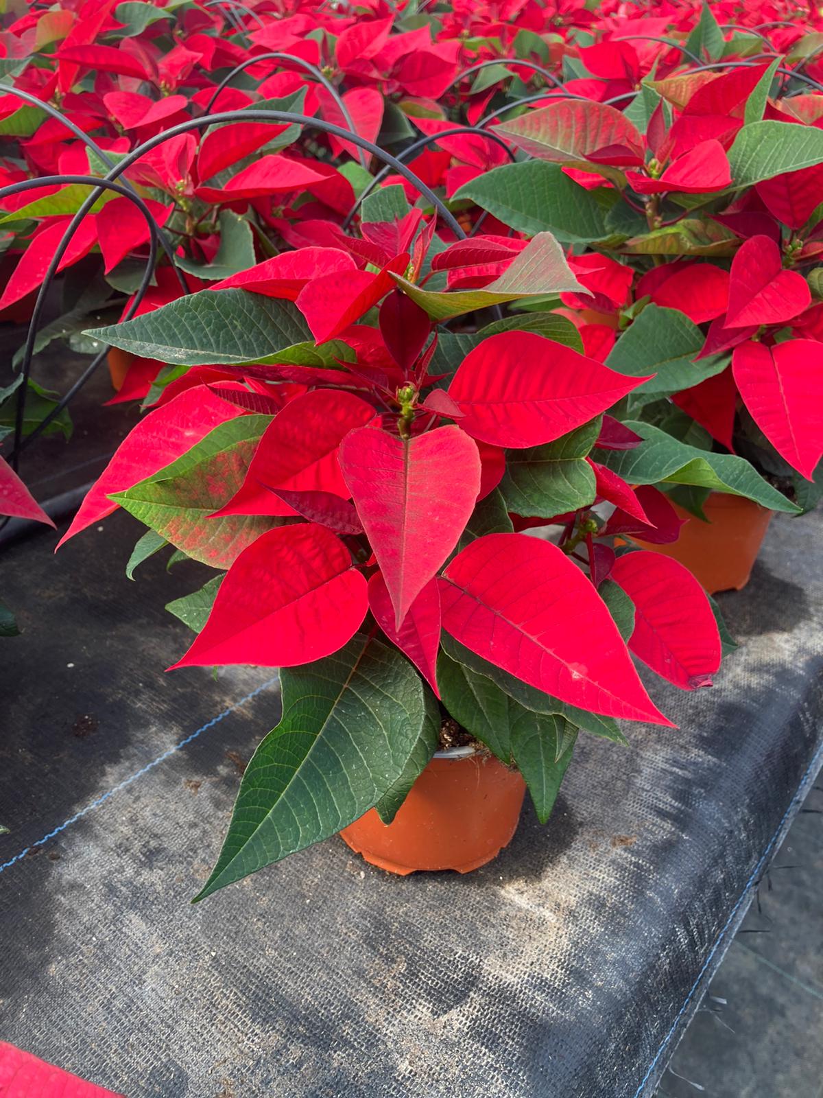 POINSETTIA C 12