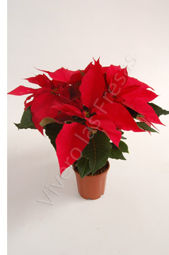 POINSETTIA C 13