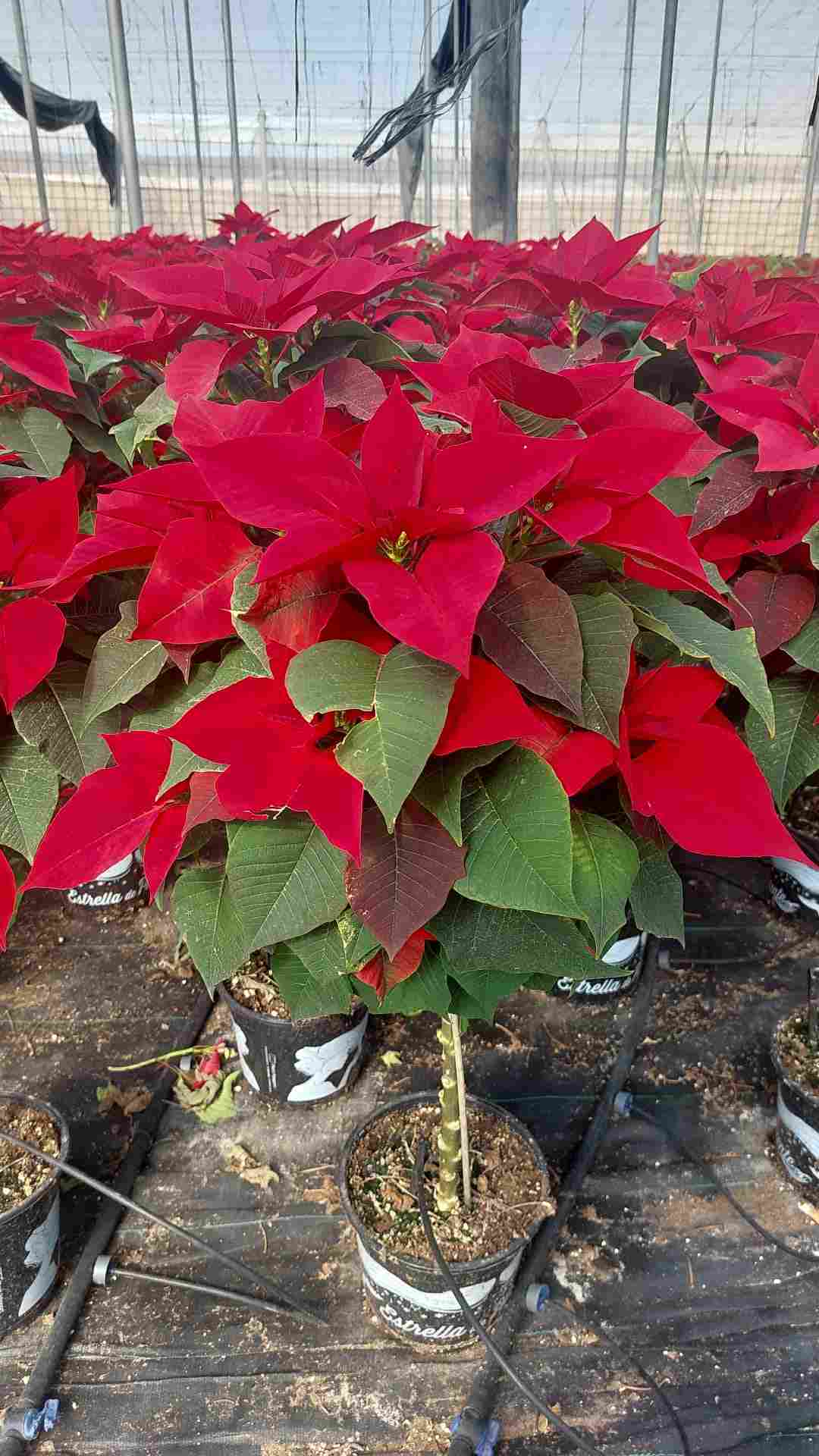 POINSETTIA COPA C 17