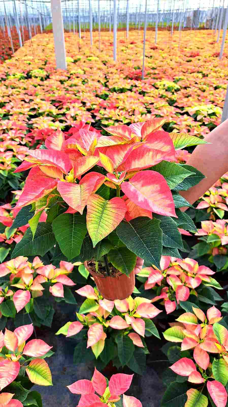 POINSETTIA M 14 "COLORES"