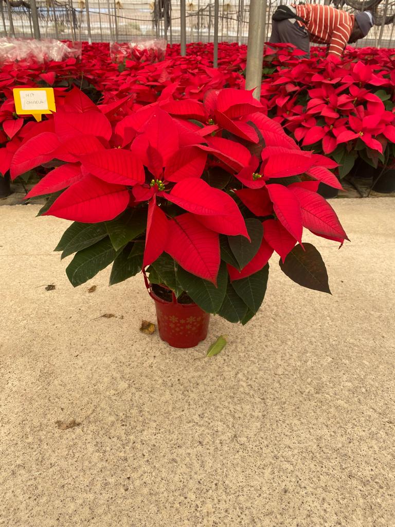 POINSETTIA C 17