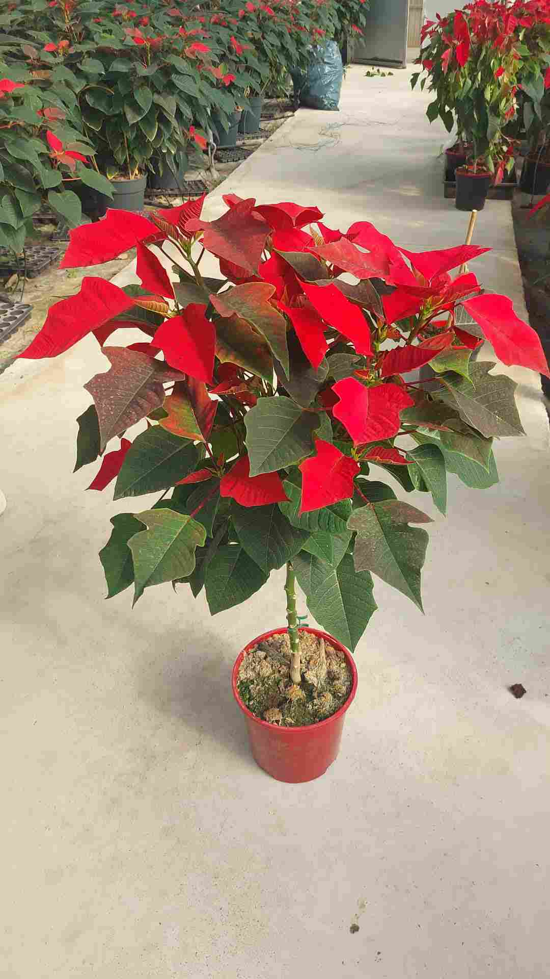 POINSETTIA COPA C 20