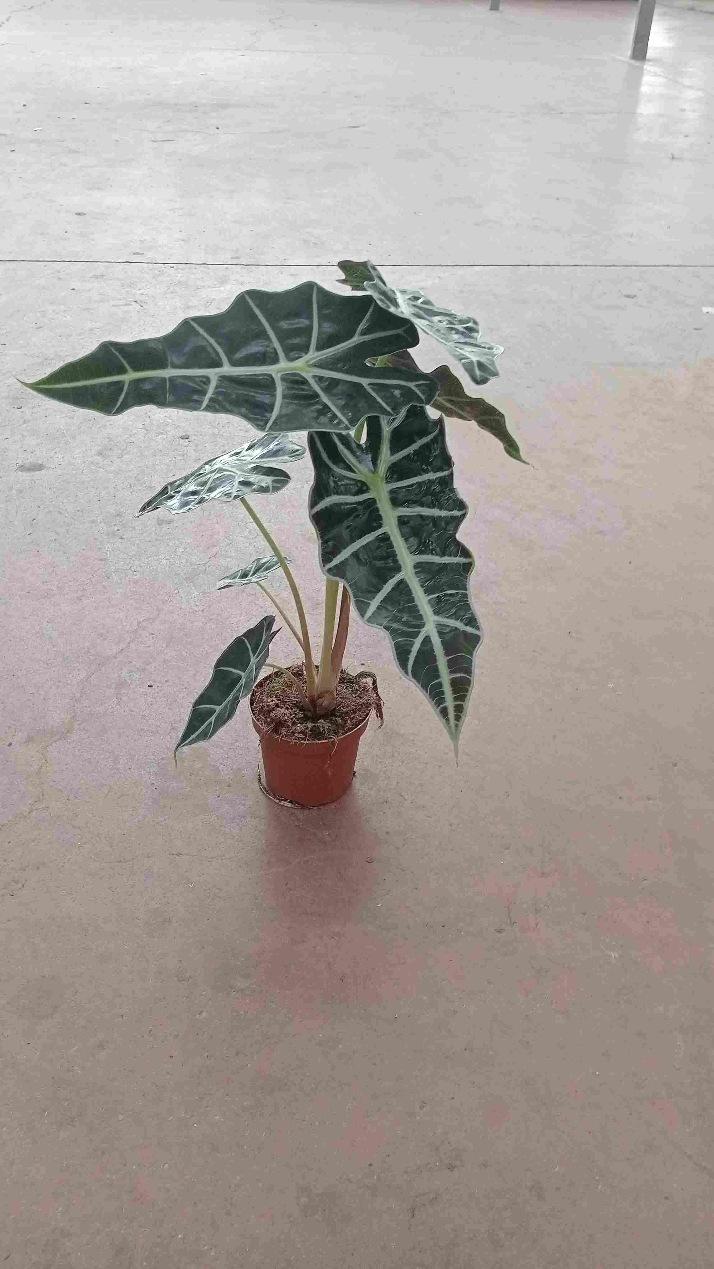 ALOCASIA POLY C 12