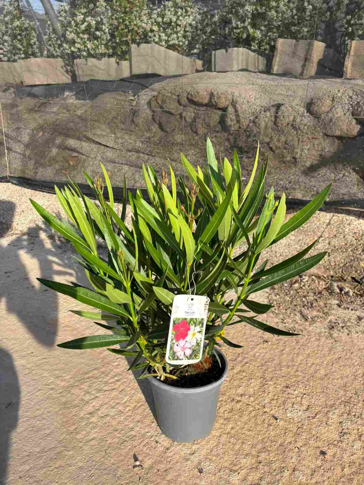 NERIUM OLEANDER TRICOLOR C 20