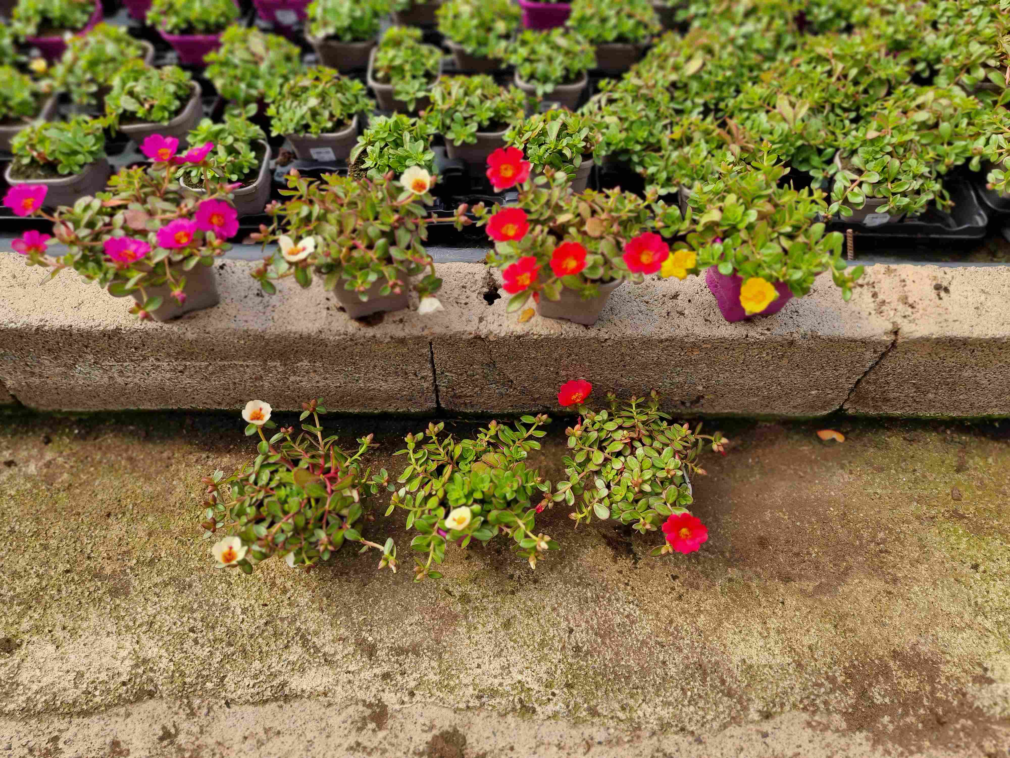 PORTULACA C 10.5