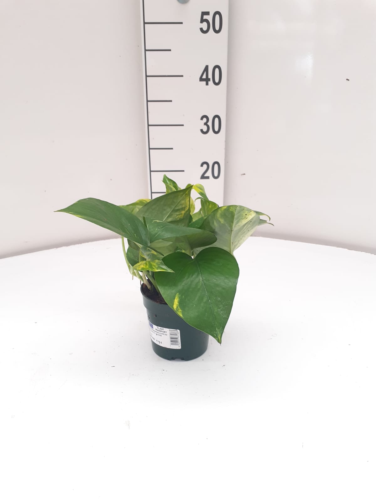 POTHOS C 10.5